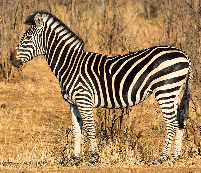 Plains zebra without shadow stripes
